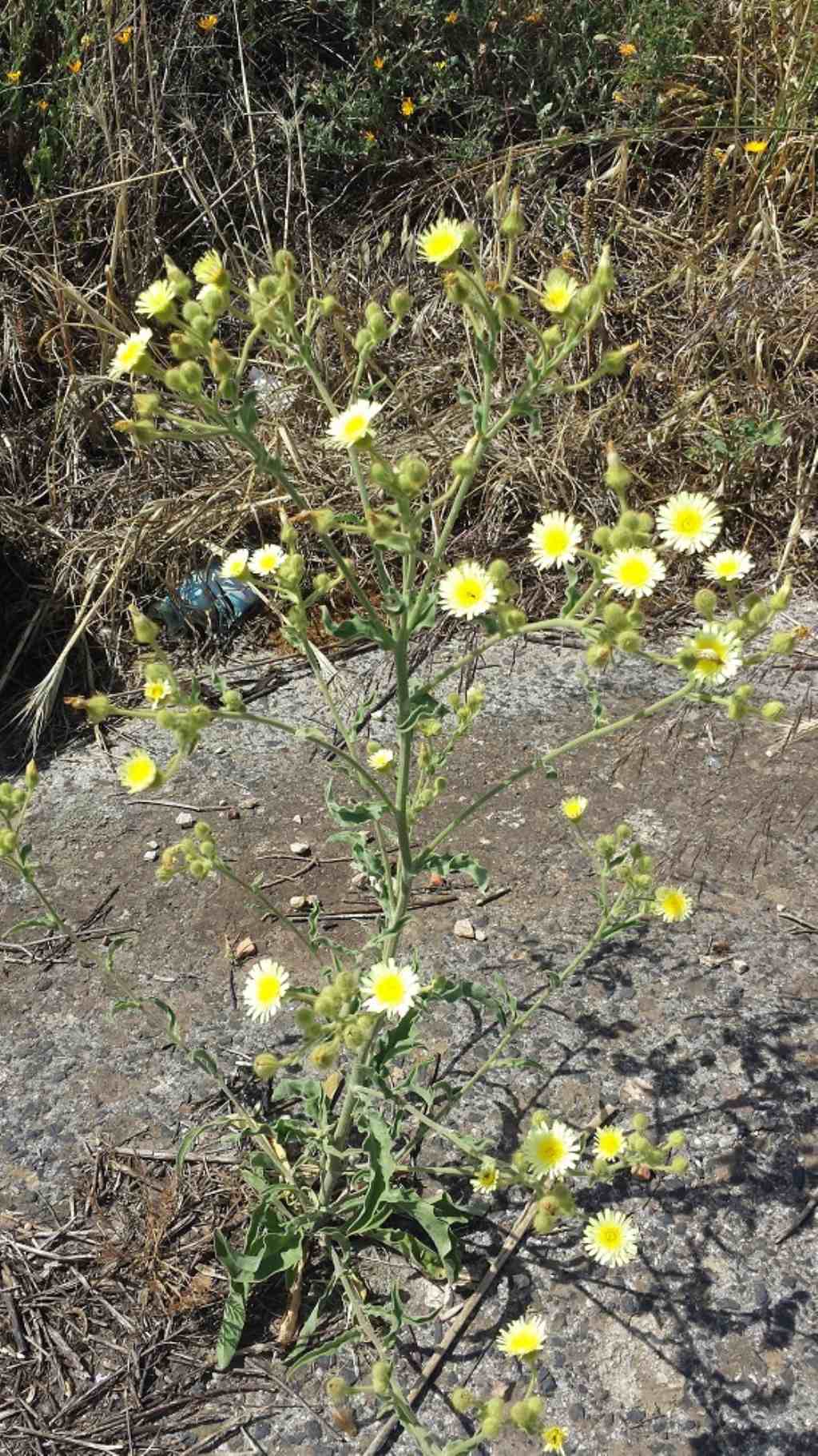 Andryala integrifolia